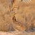 Lesser Prairie-Chicken